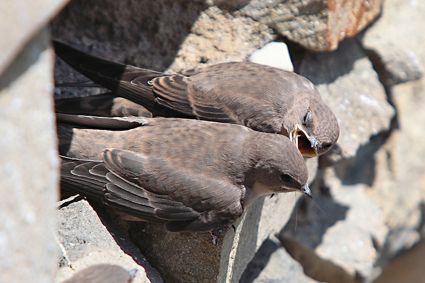 Uno a lui,uno te e uno a me